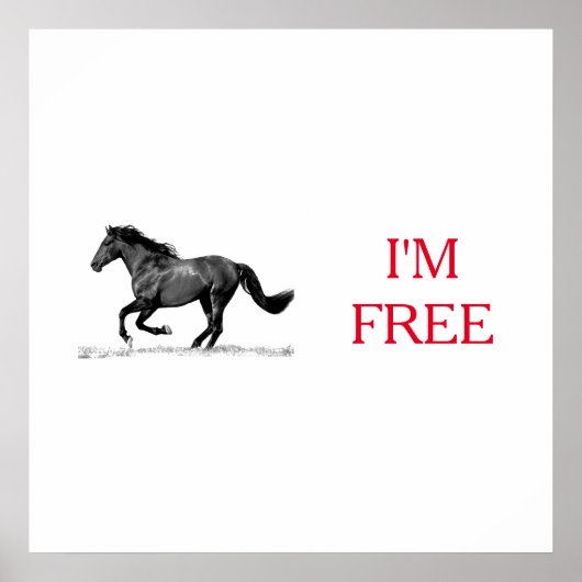 Reitpferd Schwarz-weiß bin ich frei Poster (Vorne)