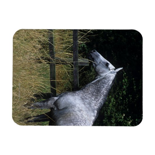 Reitpferd Stehend von Zaun Magnet (Horizontal)