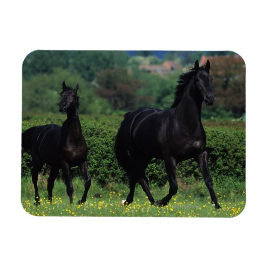 Reitpferde im Feld der Blume Magnet (Horizontal)