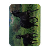 Reitpferde im Feld der Blume Magnet (Vertikal)