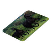 Reitpferde im Feld der Blume Magnet (Linke Seite)