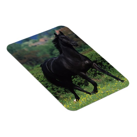 Reitpferde im Feld der Blume Magnet (Rechte Seite)