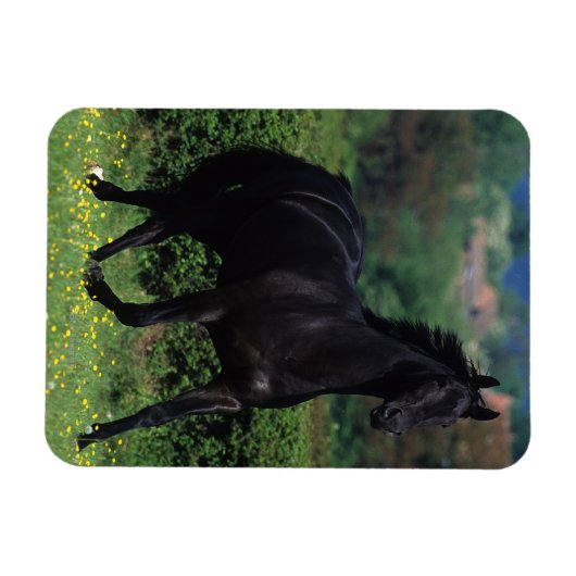 Reitpferde im Feld der Blume Magnet (Horizontal)