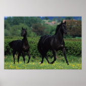 Reitpferde im Feld der Blume Poster (Vorne)