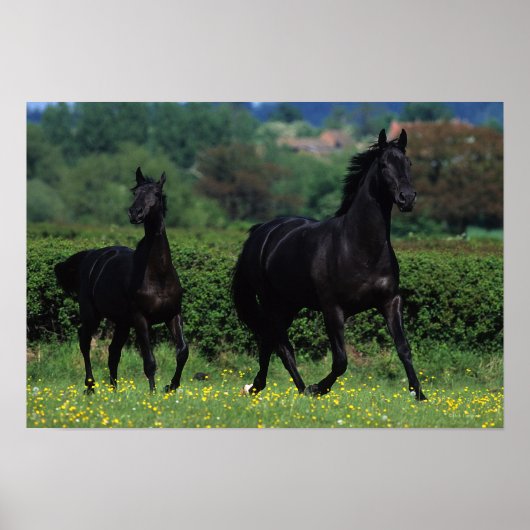 Reitpferde im Feld der Blume Poster (Vorne)