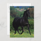 Reitpferde im Feld der Blume Postkarte (Vorne/Hinten)