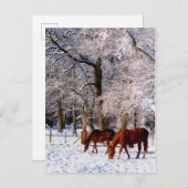 Reitpferde im Schnee Feiertagspostkarte (Vorne/Hinten)