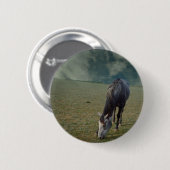 Reitpferde in Paddock Button (Vorne & Hinten)
