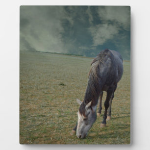 Reitpferde in Paddock, Fotoplatte