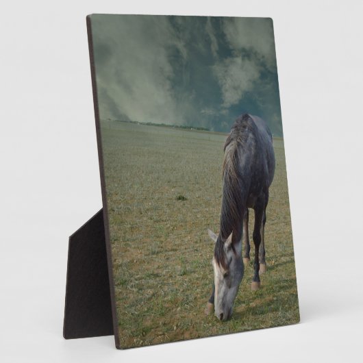 Reitpferde in Paddock, Fotoplatte (Seite)