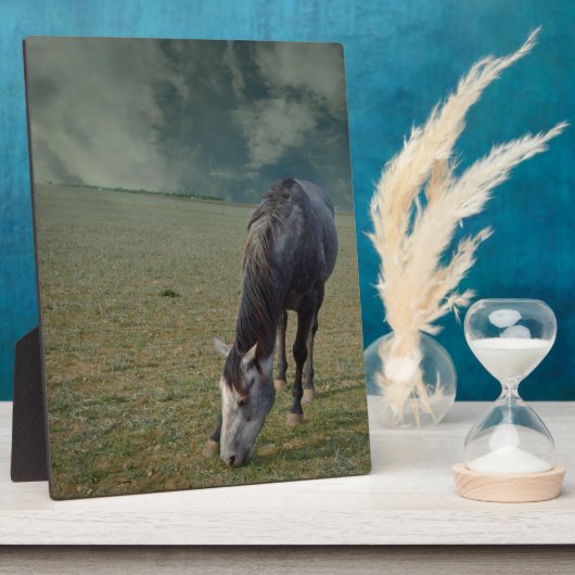 Reitpferde in Paddock, Fotoplatte (Seite)