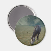 Reitpferde in Paddock Magnet (Vorderseite/Rückseite)