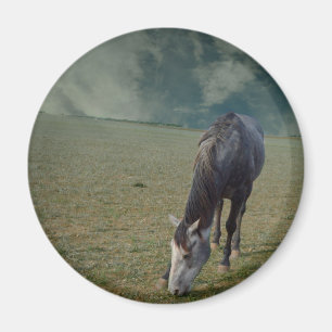 Reitpferde in Paddock Magnet