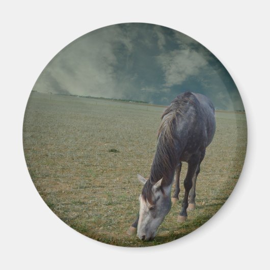 Reitpferde in Paddock Magnet (Vorne)