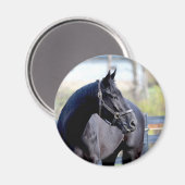 Reitpferde Magnet (Vorderseite/Rückseite)
