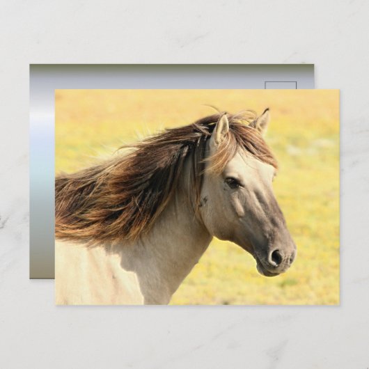 Reitprofil Postkarte (Vorne/Hinten)