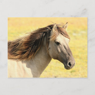 Reitprofil Postkarte