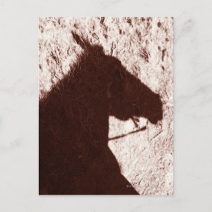 Reitschatten auf dem Trailboden Jasper Postkarte
