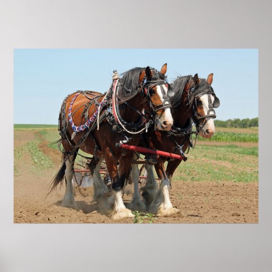 Reitsport Clydesdale Foto Poster (Vorne)
