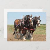 Reitsport Clydesdale Foto Postkarte (Vorne/Hinten)
