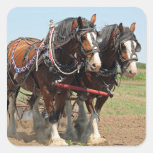 Reitsport Clydesdale Foto