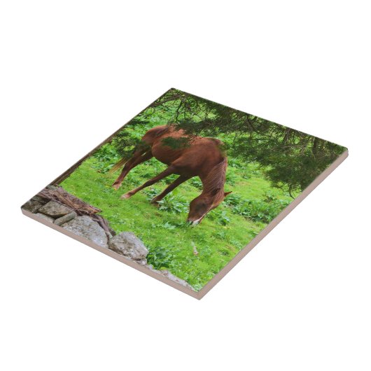 Reittier Fliese (Seite)