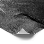 Reittier-Foto Poster (Ecke)