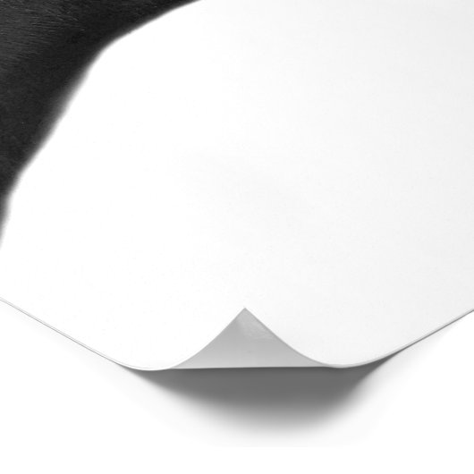 Reittier-Foto Poster (Ecke)