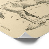 Reittiere Poster (Ecke)