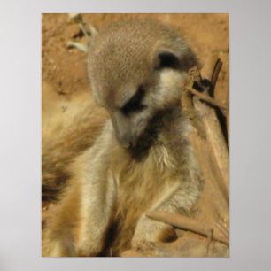 Reizend Foto von einem Meerkat Poster