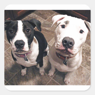 reizend Pitbull-Welpen Hunde Quadratischer Aufkleber