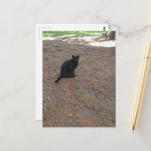 reizend streunende schwarze Katze Postkarte