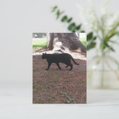 reizend Streuner-Schwarzkätzchen Postkarte (Stehend Vorderseite)