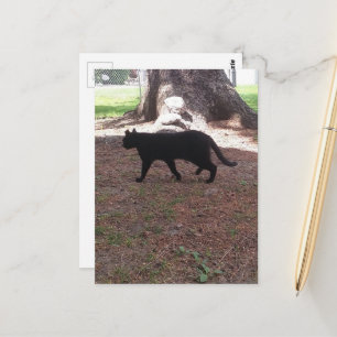 reizend Streuner-Schwarzkätzchen Postkarte