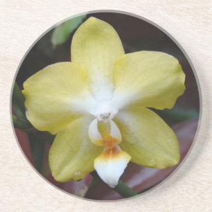 Reizende gelbe Orchidee Getränkeuntersetzer