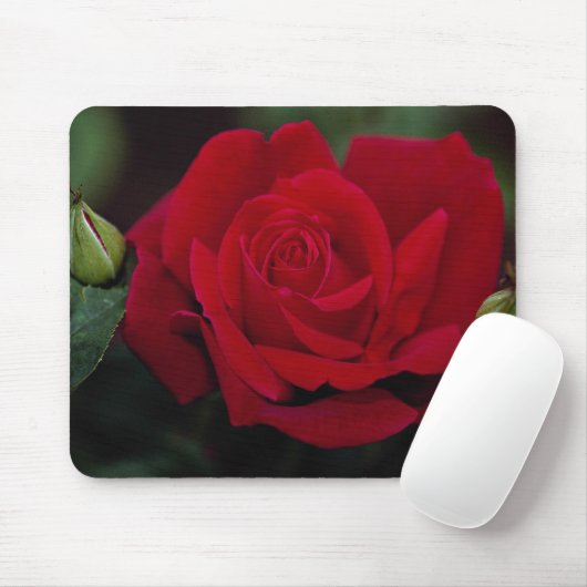 Reizende hybride Tee-Rose 'Chrysler Imperial Mousepad (Mit Mouse)