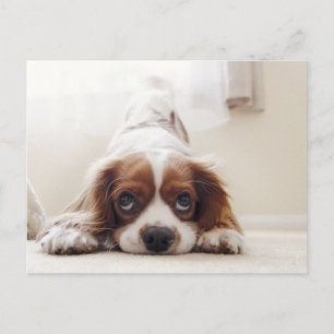 Reizende King Charles Cavalier Spaniel Postkarte