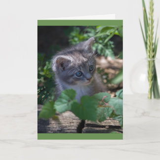Reizende Kitten Birthday Card Karte