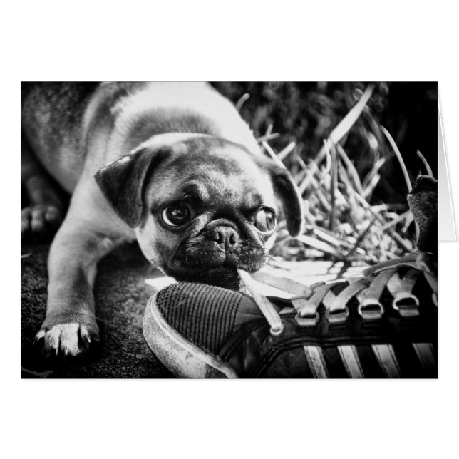 Reizende Playfull Mops (Vorderseite (Horizontal))