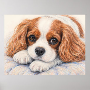 Reizender Blenheim Cavalier King Charles Spaniel R Poster