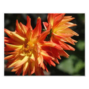 Reizendes Dalias 11 x photographischer Druck 8,5