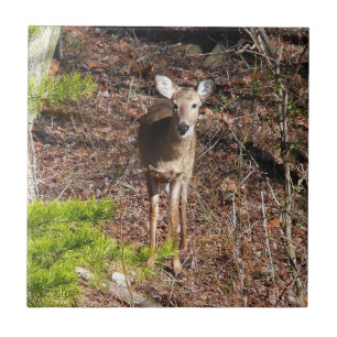 Reizendes Reh im Wald Naturfotografie Fliese