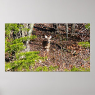 Reizendes Reh im Wald Naturfotografie Poster
