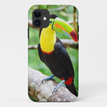 Reizendes Toucan