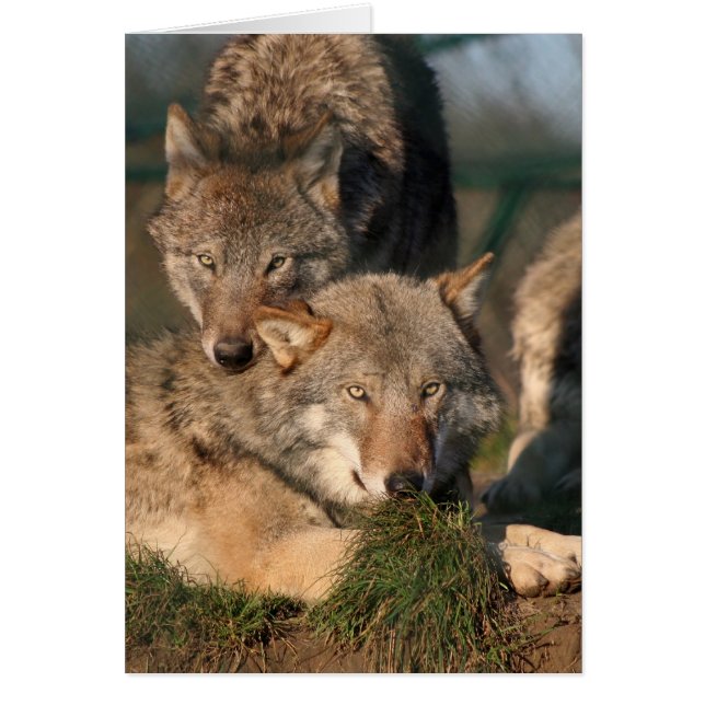 reizendes wolfpair (Vorne)