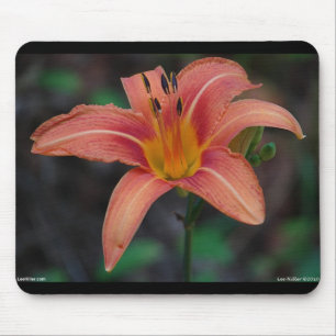 Reizvolle Braune Taglilie Bekleidung und Geschenke Mousepad