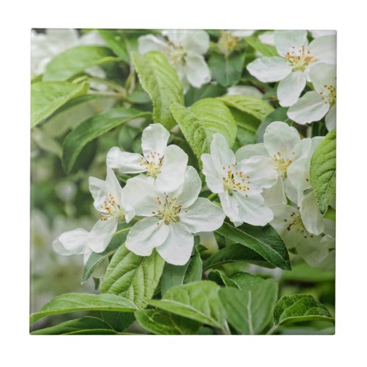 Reizvolle Frühlingsblüten Fliese (Vorderseite)
