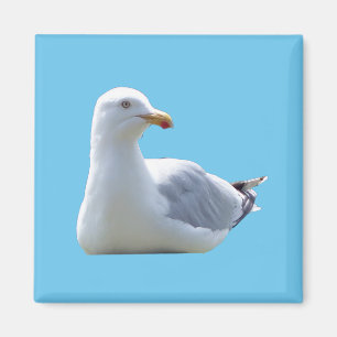 Reizvolle Möwe ruht vor dem blauen Himmel an der K Magnet
