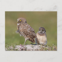Reizvolles Foto der Floridia-Erdkauz-Wildnis
