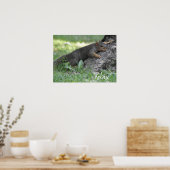 Relax Eichhörnchen auf Baumwurzeln Poster (Küche)